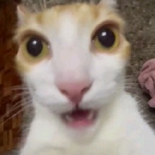 Guest_raposinha03