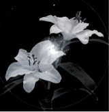 Guest_Pssst6