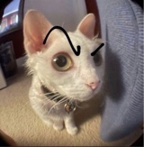 Guest_potatosaladd
