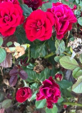 Guest_TamiaRodgers1