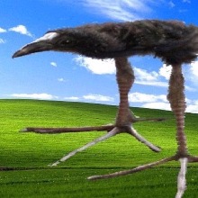 tsue