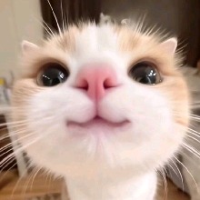 Foto de Avatar