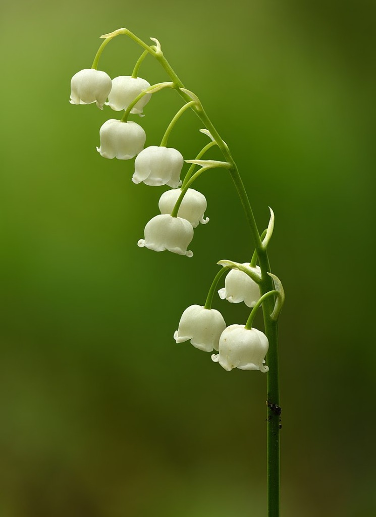Guest_LilyJaine