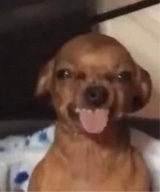 Guest_barkbarkhoe