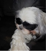 Guest_luizavd01