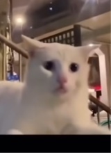 Guest_LvrTar