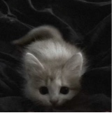 Guest_sam457770