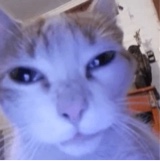 Guest_CVNTKITTY