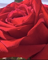 Guest_RemmySosaa