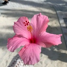 Guest_pinkslay