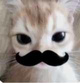 lillapigenkone