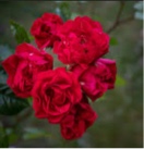 Guest_Queenrama