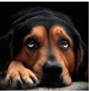 Guest_BAXA4
