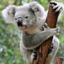 Guest_Koala39
