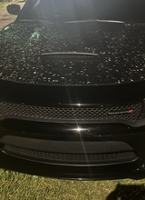 Guest_SheluvTravis740