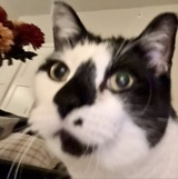 Guest_VyeBratoore