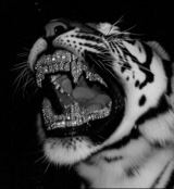 Guest_M4DDER5