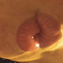 Guest_HollyxoDolly
