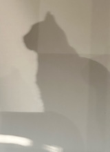 Guest_Ambix