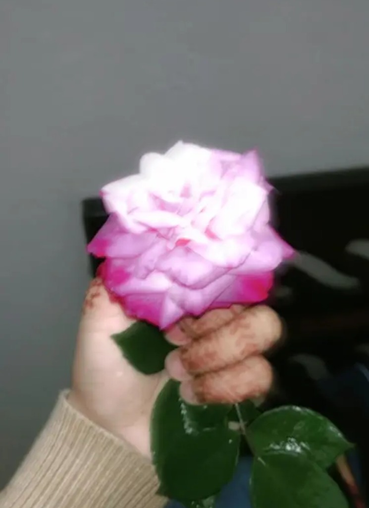 Guest_Moushu