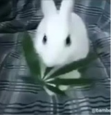 Guest_soggygremlin