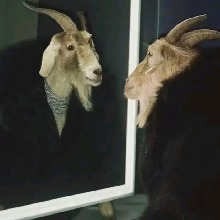InvytheGoat