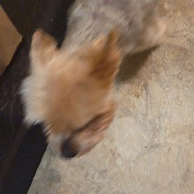 Guest_Daniel10204