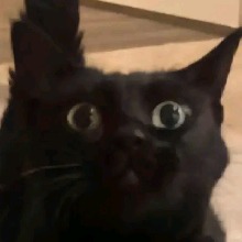 Guest_morticianxx