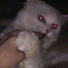 Guest_Tiyzrrr