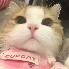 Guest_clyz1
