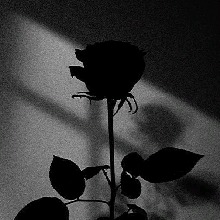 Guest_Sweetpea199294