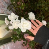 Guest_VacateHeart