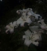 Guest_Emiela