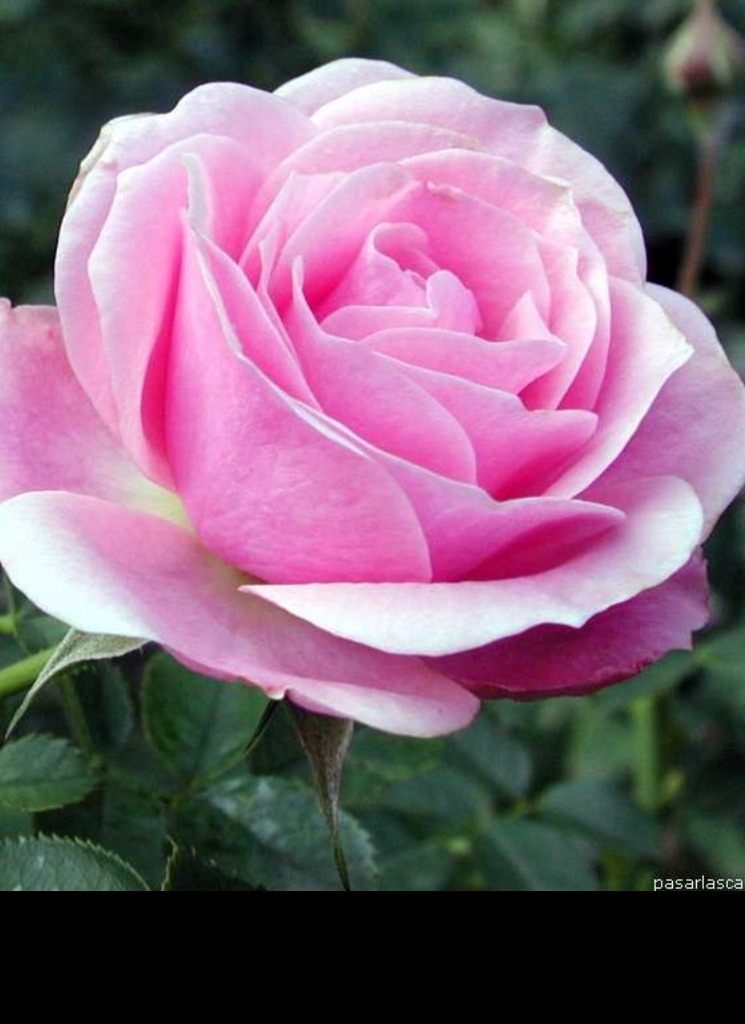 Guest_ROSA551467