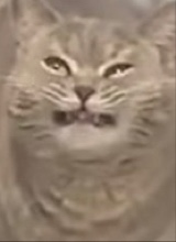 N1C0T1NE