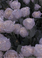 صورة الـavatar