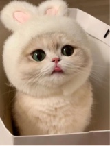 Guest_pimchsnok
