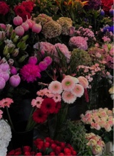 Guest_ayla881821