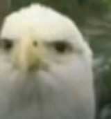 wzoty
