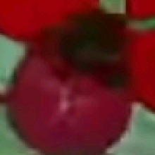 Guest_SCARLET480940