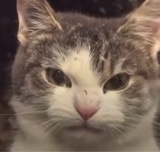 Wiltedkiro420