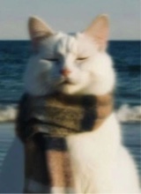 Guest_TigBits2