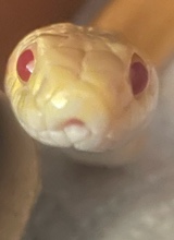 Ivory7763