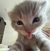 AWRR0N