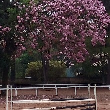 Guest_Evinha46