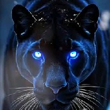Guest_MalikPrince2