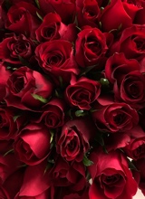 Guest_msDior124