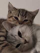 صورة الـavatar