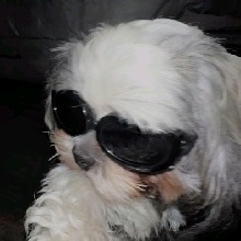 Mimiloll1