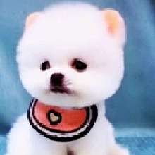 Guest_Asha7734